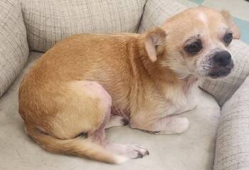 260736  Tigger -  Chihuahua Dog for Adoption in Wetumpka, Alabama - 260736  Tigger | PetCurious