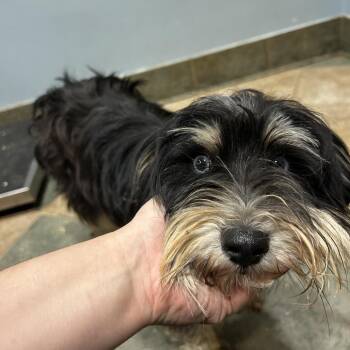 Spoon -  Mixed Breed Dog for Adoption in Chattanooga, Tennessee - Spoon | PetCurious