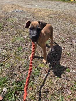 Great Dane and Mastiff Dogs Available for Adoption in Lunenburg, Vermont - Reba | PetCurious