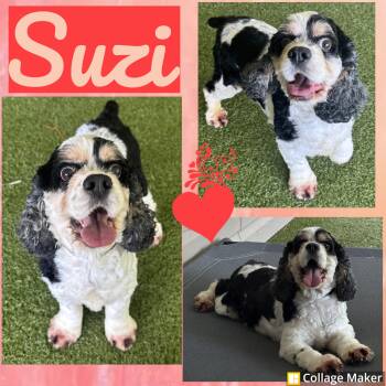 Suzi -  Cocker Spaniel Dog for Adoption in Clearfield, Pennsylvania - Suzi | PetCurious