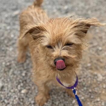 Terrier Dogs Available for Adoption - Caramel | PetCurious
