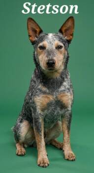 Stetson -  Australian Cattle Dog Blue Heeler Dog for Adoption in Rutherfordton, North Carolina - Stetson | PetCurious