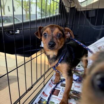 Chihuahua Dogs Available for Adoption in Northbrook, Illinois - Fred | PetCurious