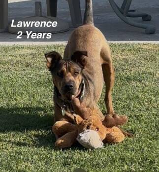 Lawrence -  Shar Pei Dog for Adoption in Orange, California - Lawrence | PetCurious