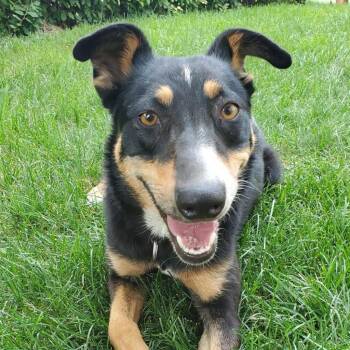 May -  Australian Cattle Dog Blue Heeler and Mixed Breed Dog for Adoption in Spanish Fork, Utah - May | PetCurious