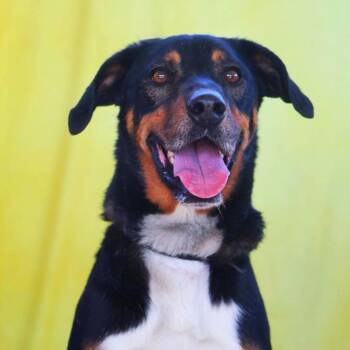 Rescue Doberman Pinscher and Black Labrador Retriever Dogs for Adoption in Austin, Texas - Fury JuM Aka Rocky | PetCurious