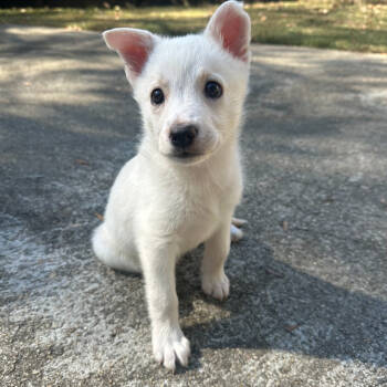 Rescue Mixed Breed Dogs for Adoption in Durham, North Carolina - Onyx | PetCurious