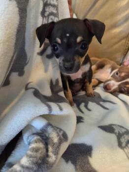 Cricket -  Chihuahua Dog for Adoption in Kannapolis, North Carolina - Cricket | PetCurious