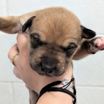 Boxer and Mixed Breed Dogs Available for Adoption - L Pup 1 | PetCurious