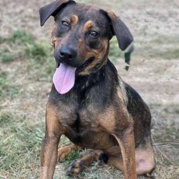 Rescue Mixed Breed Dogs for Adoption in Huntington, West Virginia - Rye | PetCurious