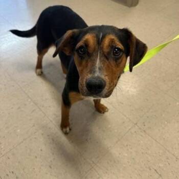 Shepherd and Mixed Breed Dogs Available for Adoption in Kansas City, Missouri - Bubbles | PetCurious