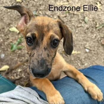 Endzone Ellie (p) -  Chihuahua and Mixed Breed Dog for Adoption in New York, New York - Endzone Ellie (p) | PetCurious