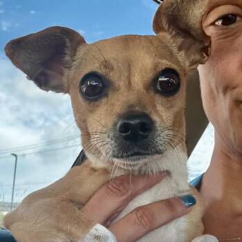 Roux -  Chihuahua and Mixed Breed Dog for Adoption in Park Row, Texas - Roux | PetCurious