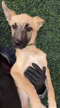 Shepherd and Mixed Breed Dogs Available for Adoption - 60633360 | PetCurious