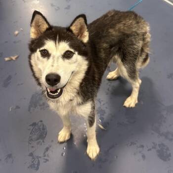 Wandering Star -  Husky Dog for Adoption in Greensboro, North Carolina - Wandering Star | PetCurious