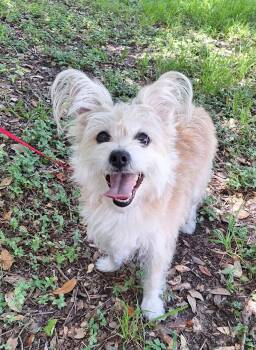 Felina BR14580-T LOCAL Adoption Event in Burlington 8/22 -  West Highland White Terrier Westie and Lhasa Apso Dog for Adoption in Missouri City, Texas - Felina BR14580-T LOCAL Adoption Event In Burlington 8/22 | PetCurious
