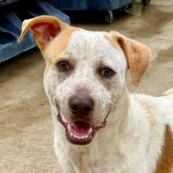 Arrow -  Pit Bull Terrier Dog for Adoption in Minneapolis, Minnesota - Arrow | PetCurious