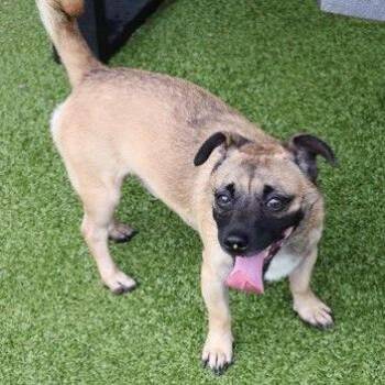 CT Butterball - 14lbs -  Terrier and Mixed Breed Dog for Adoption in Eastford, Connecticut - CT Butterball - 14lbs | PetCurious