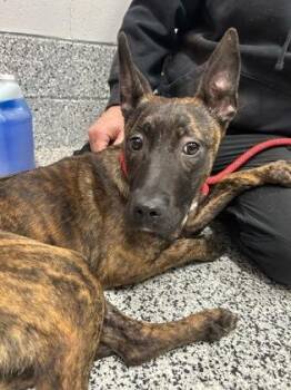 Mixed Breed Dogs Available for Adoption in West Chester, Pennsylvania - Scully | PetCurious