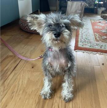 Nisi -  Schnauzer Dog for Adoption in Sedalia, Colorado - Nisi | PetCurious