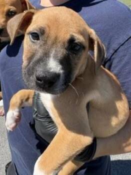 Lightning -  Mixed Breed Dog for Adoption in Maryville, Tennessee - Lightning | PetCurious