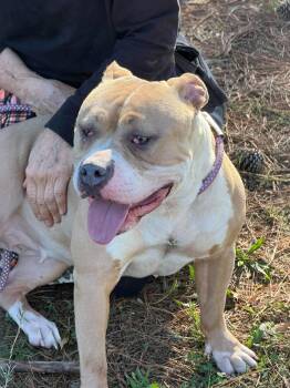 Lyra -  Staffordshire Bull Terrier Dog for Adoption in Deering, New Hampshire - Lyra | PetCurious