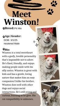 Pit Bull Terrier Dogs Available for Adoption - Winston | PetCurious