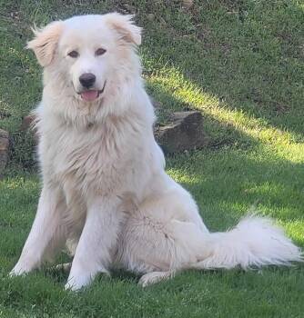 Great Pyrenees Dogs Available for Adoption in Kiowa, Oklahoma - Lou Ferrigno  | PetCurious
