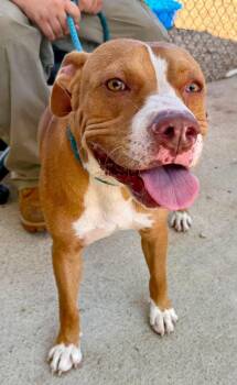 Major -  Mixed Breed Dog for Adoption in Huntsville, Alabama - Major | PetCurious