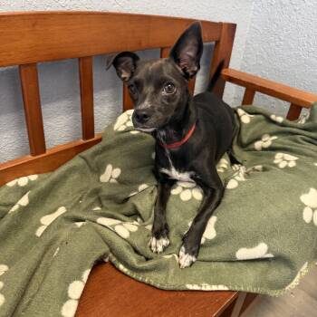 Sally Robinson -  Chihuahua Dog for Adoption in Oklahoma City, Oklahoma - Sally Robinson | PetCurious