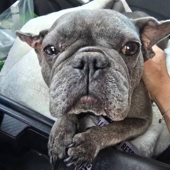 Violet -  French Bulldog Dog for Adoption in Huber Heights, Ohio - Violet | PetCurious