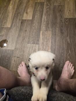 You name  -  Toy Australian Shepherd Dog for Sale in East Mountain, Texas - You Name  | PetCurious