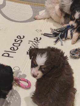 You name  -  Toy Australian Shepherd Dog for Sale in Longview, Texas - You Name  | PetCurious