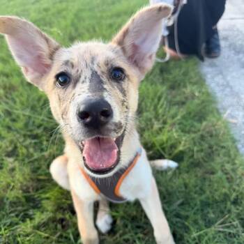 German Shepherd Dog and Catahoula Leopard Dog Dogs Available for Adoption in Houston, Texas - Little Girl | PetCurious