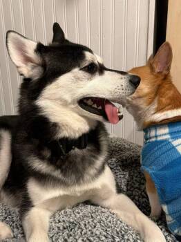 Husky Dogs Available for Adoption - Willie | PetCurious