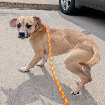 Terrier Dogs Available for Adoption - Dopey | PetCurious