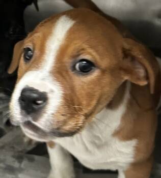 Rescue Pit Bull Terrier and Mixed Breed Dogs for Adoption in Spartanburg, South Carolina - Celia | PetCurious