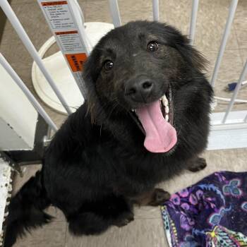 Mollie -  Collie and Shepherd Dog Available for Adoption in Parrish, Alabama - Mollie | PetCurious