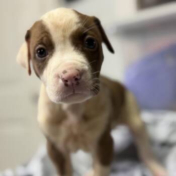 Toasted Marshmallow Latte -  Pit Bull Terrier Dog for Adoption in Columbia, South Carolina - Toasted Marshmallow Latte | PetCurious