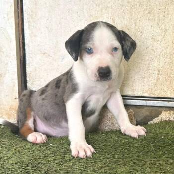 Sergeant Pepper 4118 -  Mixed Breed Dog for Adoption in Loxahatchee Groves, Florida - Sergeant Pepper 4118 | PetCurious