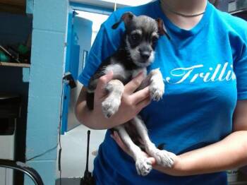 FIGGIS -  Border Terrier and Mixed Breed Dog for Adoption in Albuquerque, New Mexico - FIGGIS | PetCurious