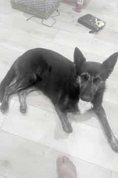 Mia -  German Shepherd Dog and Australian Cattle Dog Blue Heeler Dog for Adoption in Los Angeles, California - Mia | PetCurious