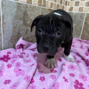 Mixed Breed Dogs Available for Adoption - Hawk | PetCurious