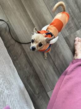 Rescue Chihuahua Dogs for Adoption in Austin, Texas - Richard Theodore Cheese | PetCurious