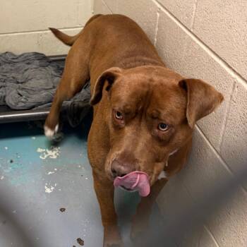 Mixed Breed Dogs Available for Adoption in Charleston, West Virginia - Goose | PetCurious