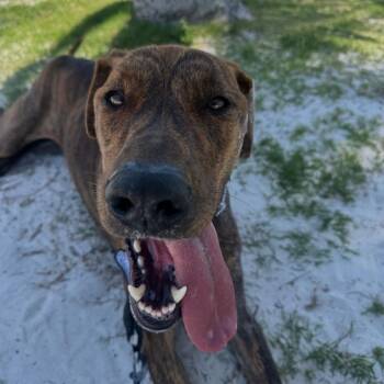 Bruno -  Plott Hound and Greyhound Dog Available for Adoption in West Palm Beach, Florida - Bruno | PetCurious