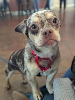 Terrier Dogs Available for Adoption in Santa Rosa, California - Robin | PetCurious