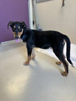 CARTER* -  Doberman Pinscher and Siberian Husky Dog for Adoption in Santa Cruz, California - CARTER* | PetCurious