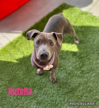 Rescue Chihuahua Dogs for Adoption in Washington, Pennsylvania - Nutella | PetCurious