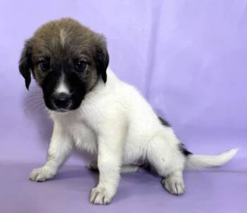 Rescue Labrador Retriever and Great Pyrenees Dogs for Adoption in Morton Grove, Illinois - Padme Amidala | PetCurious